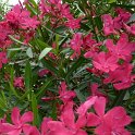 Nerium oleander rose